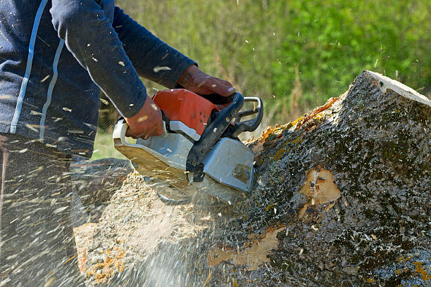 Garland, TX Tree Care Services Company